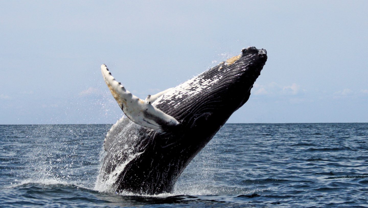 USA, Freezing, Cold, Whale