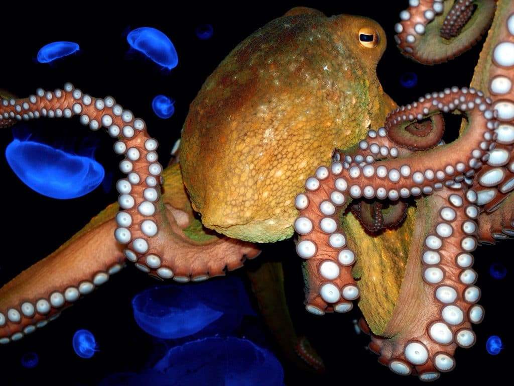Octopus on MDMA